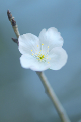 寒桜