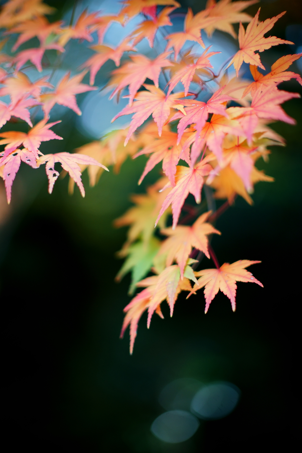 晩秋の紅葉　3