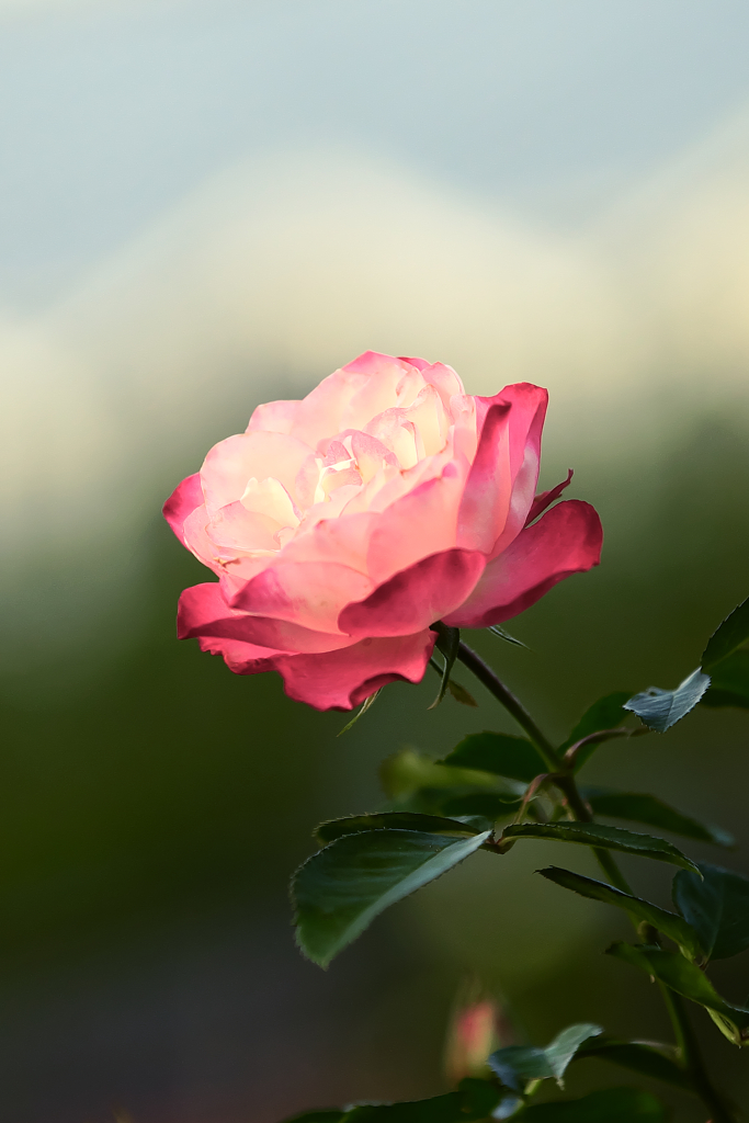 Shining Rose
