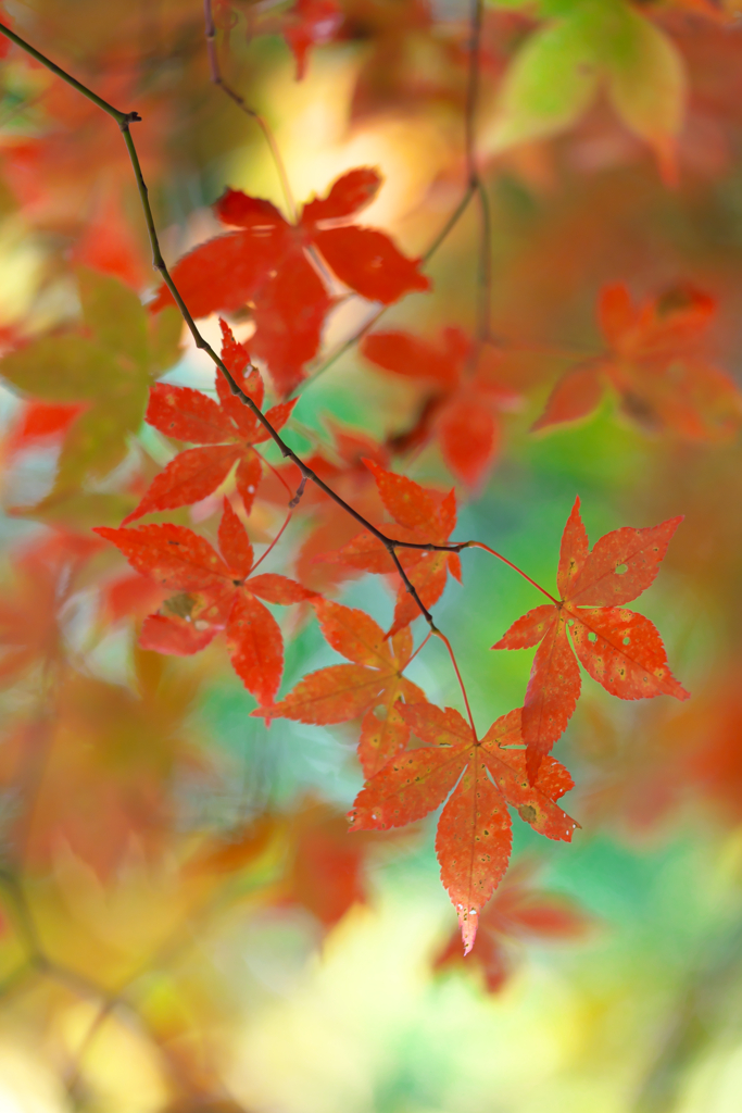 autumn Leaves
