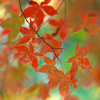 autumn Leaves