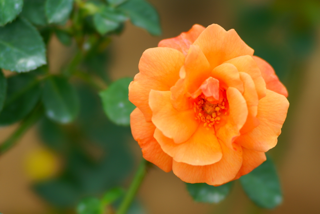 橙色の薔薇