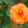 橙色の薔薇