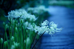 曼珠沙華・白　2