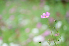 秋桜