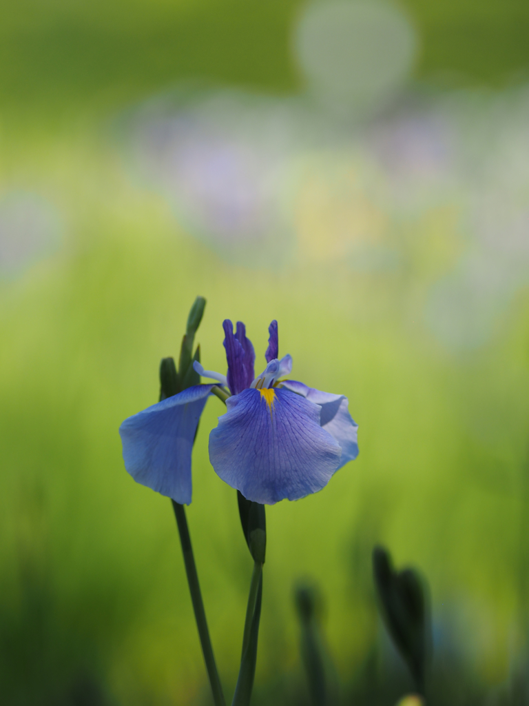 mystic blue