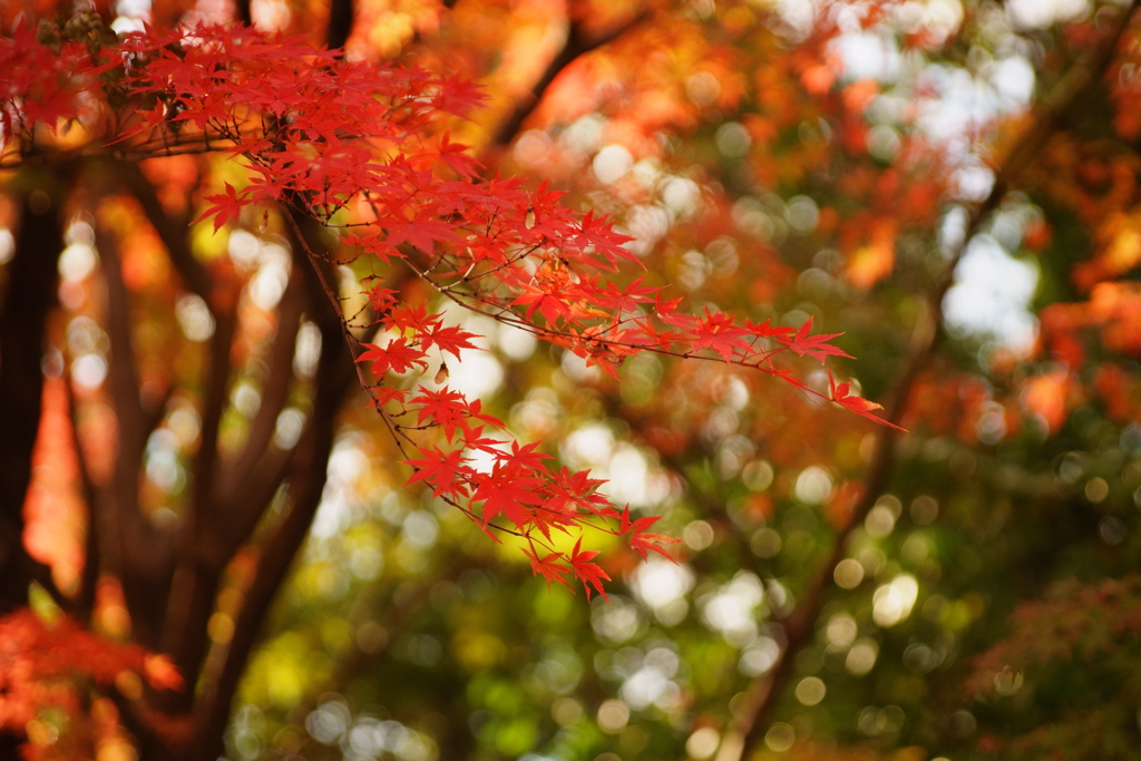 徳川園の紅葉　3