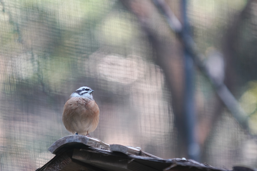 動物園の鳥さん　19　ホオジロ