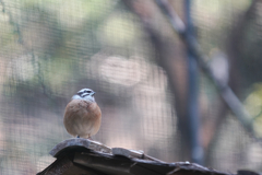 動物園の鳥さん　19　ホオジロ
