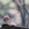 動物園の鳥さん　19　ホオジロ