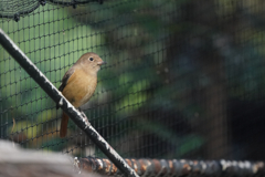 動物園の鳥さん　5　ジョビ子