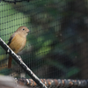 動物園の鳥さん　5　ジョビ子