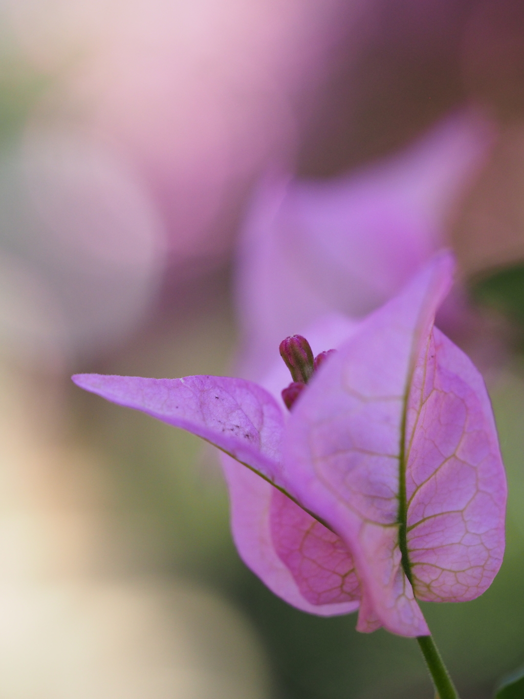 情熱の花
