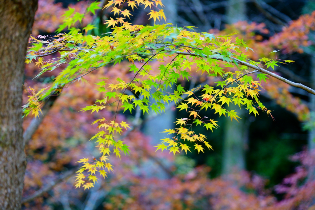 法多山の紅葉