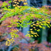 法多山の紅葉