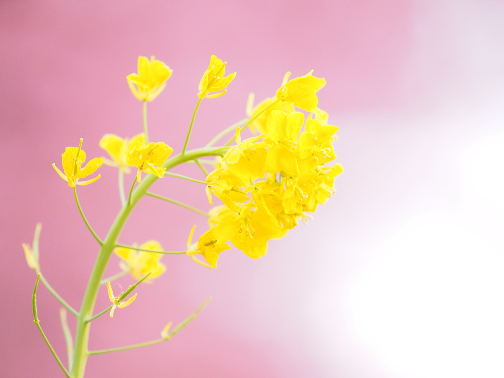 菜の花～河津桜を背に～