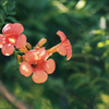 凌霄花