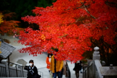 この石段を登れば