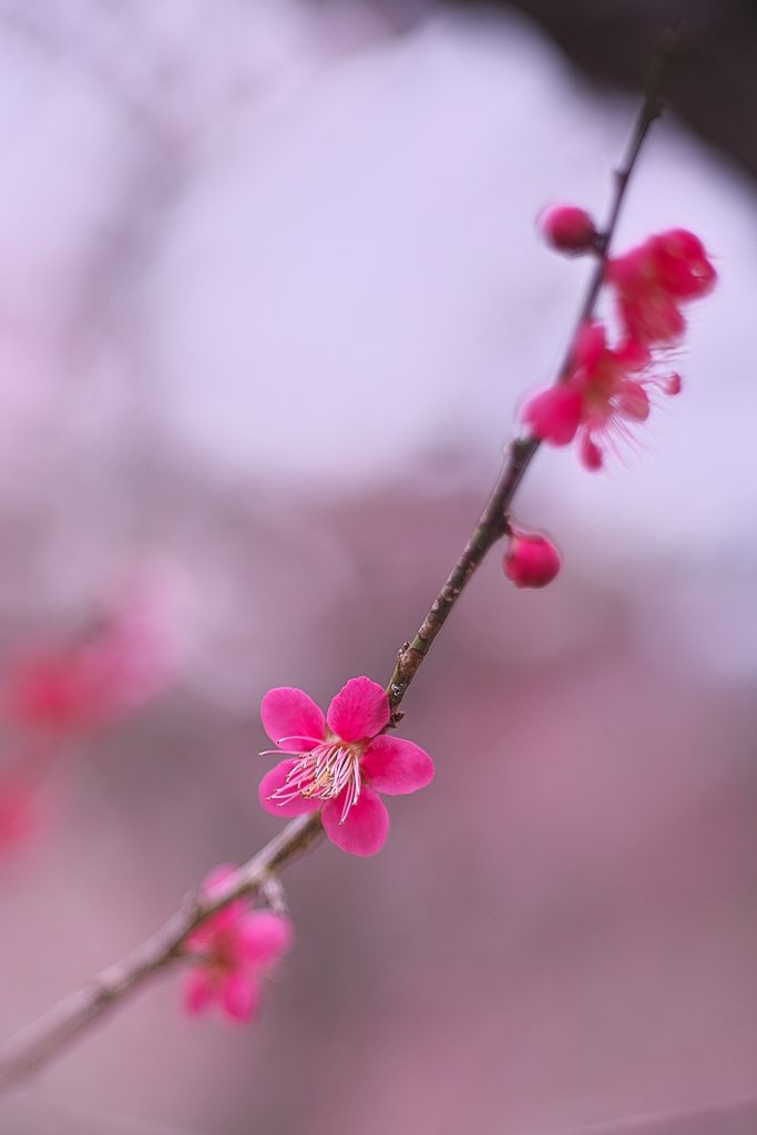 春を誘う赤