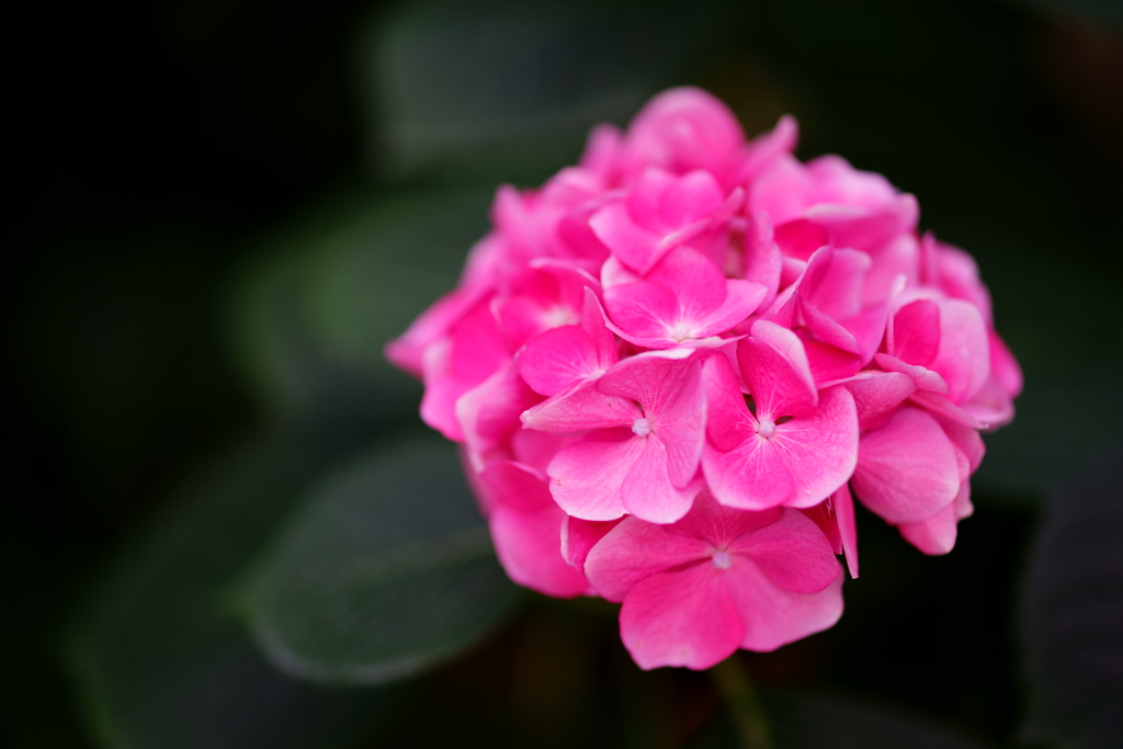 紫陽花