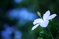 モミジアオイ　白花