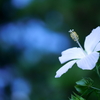 モミジアオイ　白花