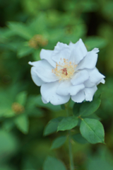淡いブルーの薔薇