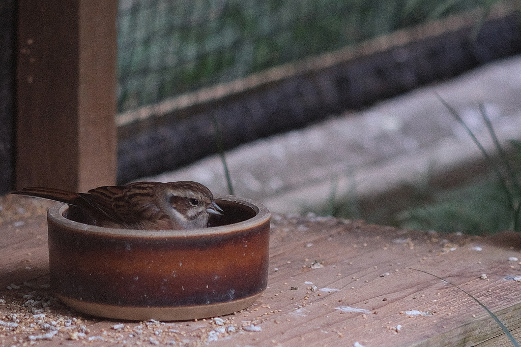 動物園の鳥さん　4　ホオジロさん