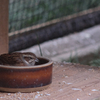動物園の鳥さん　4　ホオジロさん