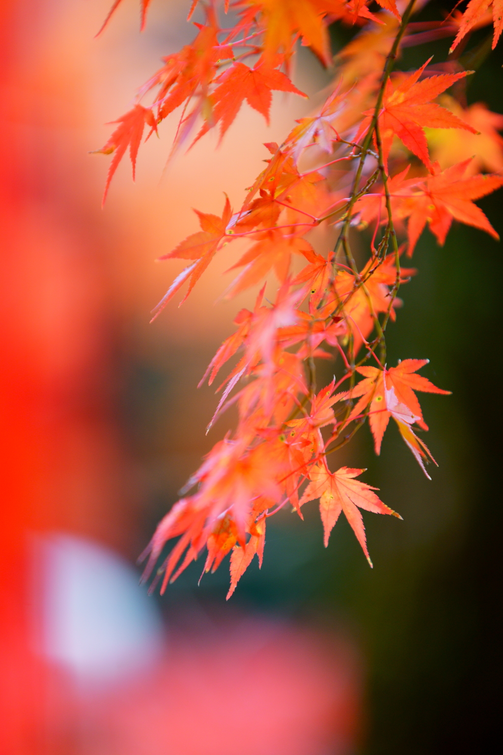 晩秋の紅葉　5