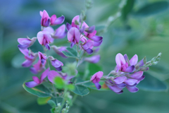 萩の花咲く季節