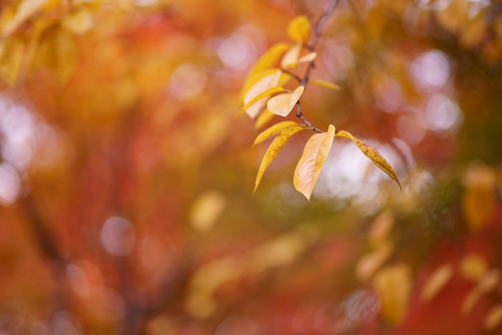 yellow leaf 2