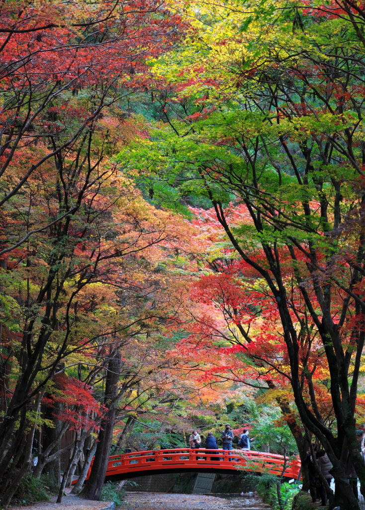 小國神社の紅葉　1