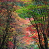 小國神社の紅葉　1