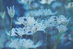 曼珠沙華・白