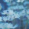 曼珠沙華・白