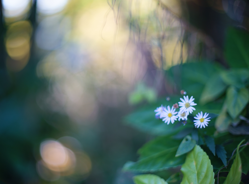 森で見つけた小さな花