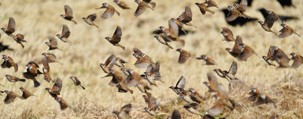 スズメさんの群れ