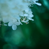 白い紫陽花