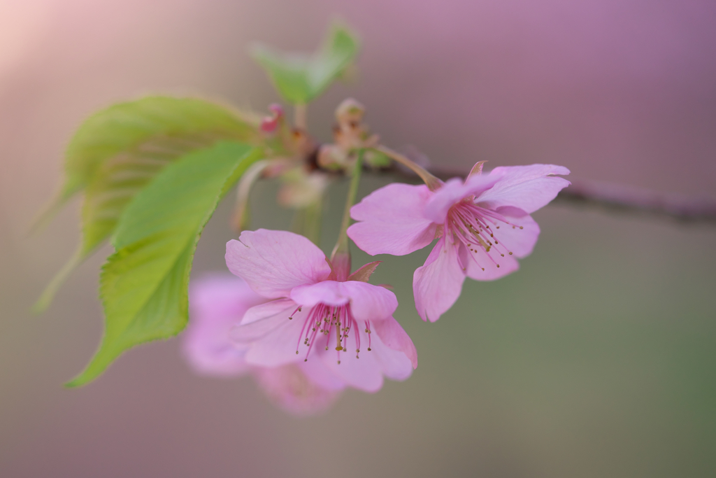 東大山河津桜祭　