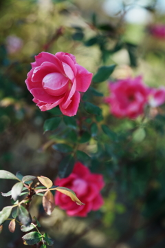 ダブルノックアウト