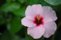 Delicate beauty