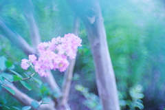 百日紅