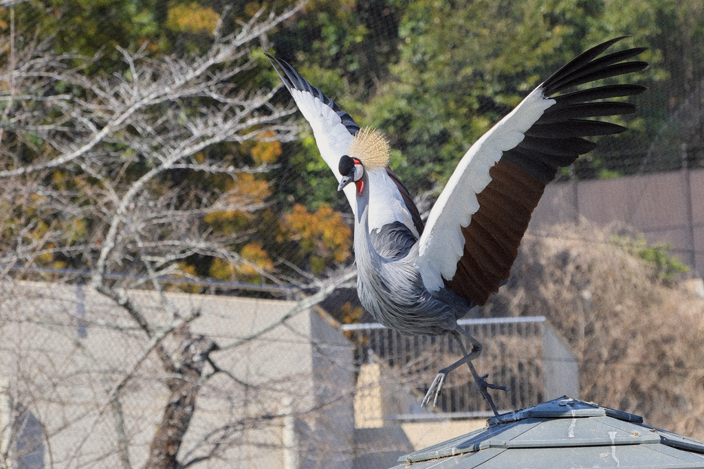 動物園の鳥さん　21 ホオジロカンムリヅル