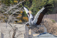 動物園の鳥さん　21 ホオジロカンムリヅル