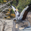 動物園の鳥さん　21 ホオジロカンムリヅル