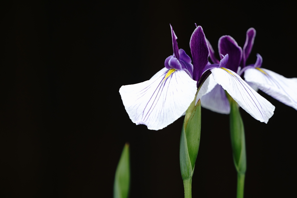 花菖蒲