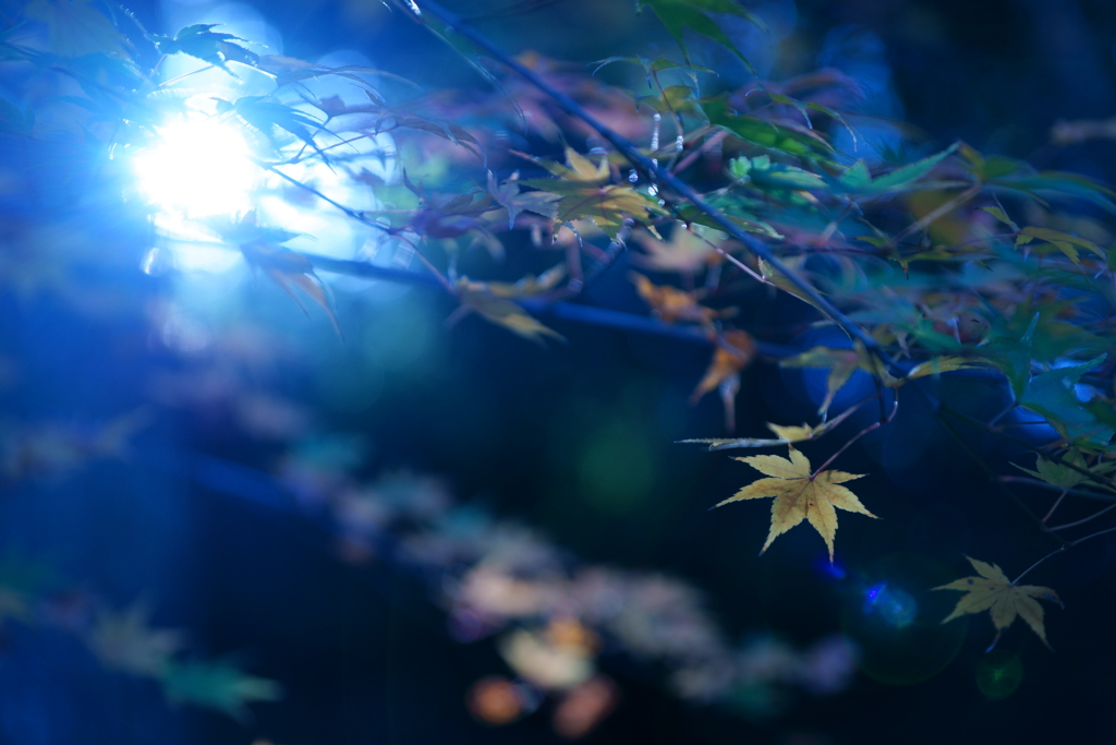 light and leafs