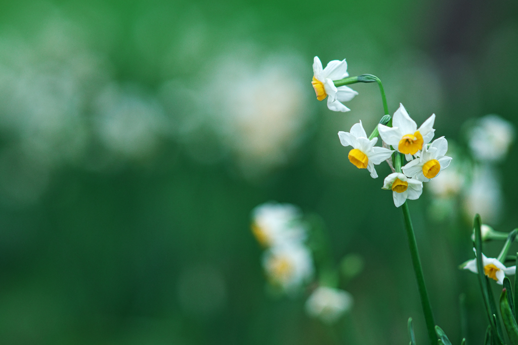 Daffodil