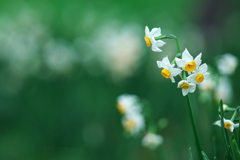 Daffodil